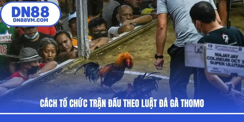 Cách tổ chức trận đấu theo luật đá gà Thomo