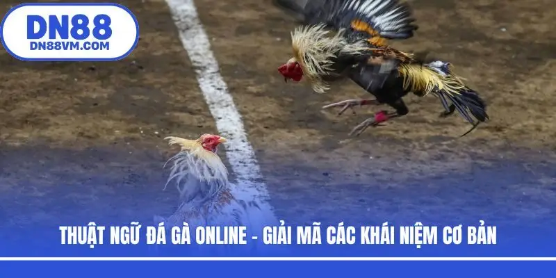 Thuật Ngữ Đá Gà Online - Giải Mã Các Khái Niệm Cơ Bản